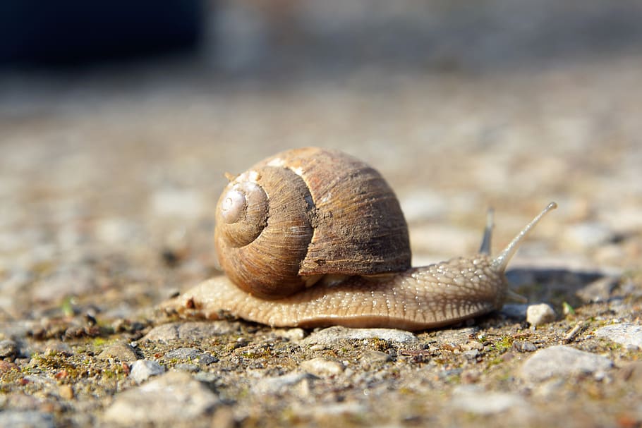 slowly, snail, nature, animal wildlife, animal themes, mollusk HD wallpaper
