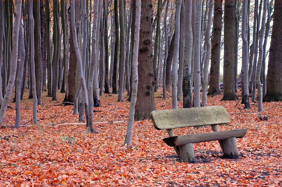 forest, bank, bench, nature, autumn, leaves, rest area bank HD wallpaper