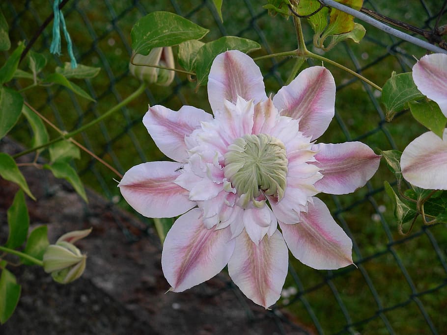 flower, clematis, renonculacée, plant, beauty in nature, fragility HD wallpaper