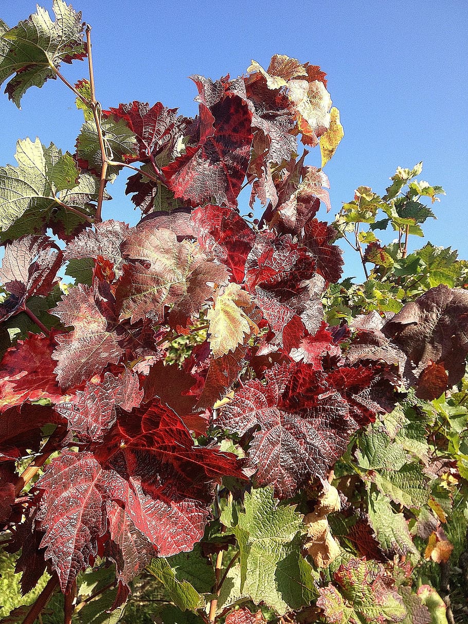 HD wallpaper: Grapevine, Vineyard, autumn, red, ranke, nature, leaf