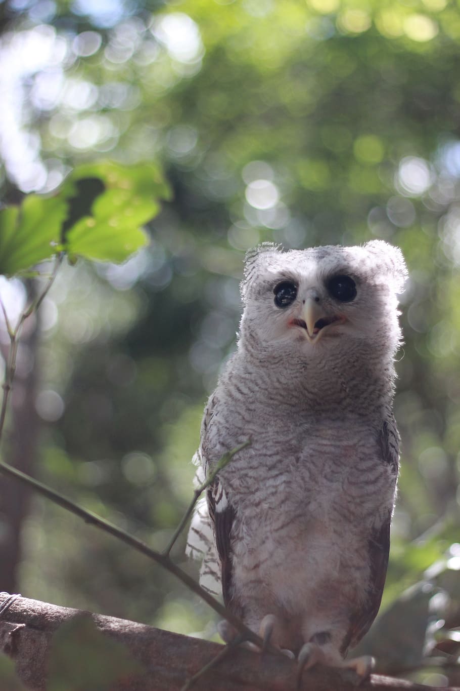 birds, animals, zoo, animal themes, vertebrate, one animal HD wallpaper