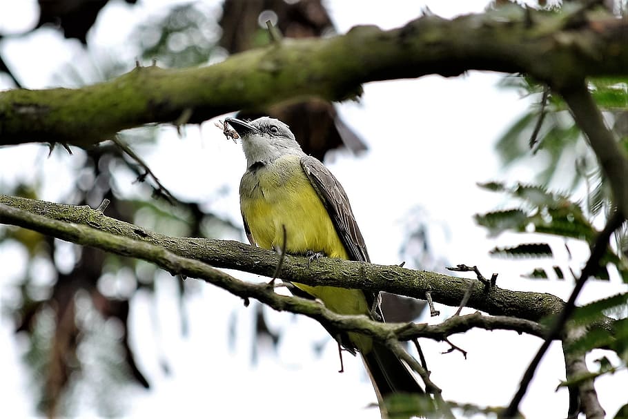 nature, ave, bird, animals, feathers, vertebrate, animals in the wild HD wallpaper