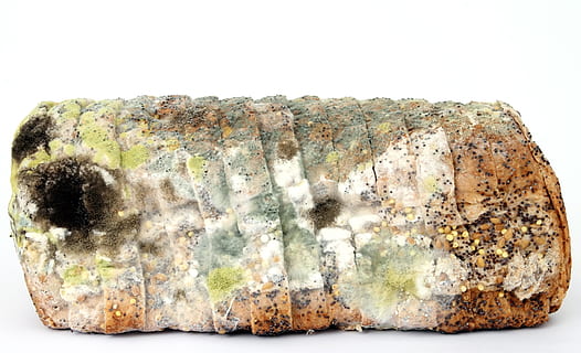mold bread, age, bacteria, bio, biology, breakfast, bug, colorful HD wallpaper