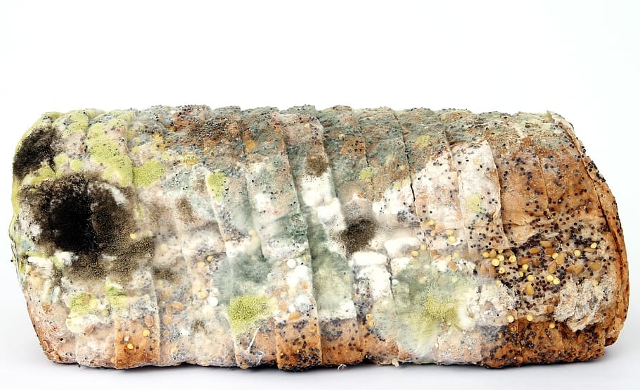 mold bread, age, bacteria, bio, biology, breakfast, bug, colorful HD wallpaper