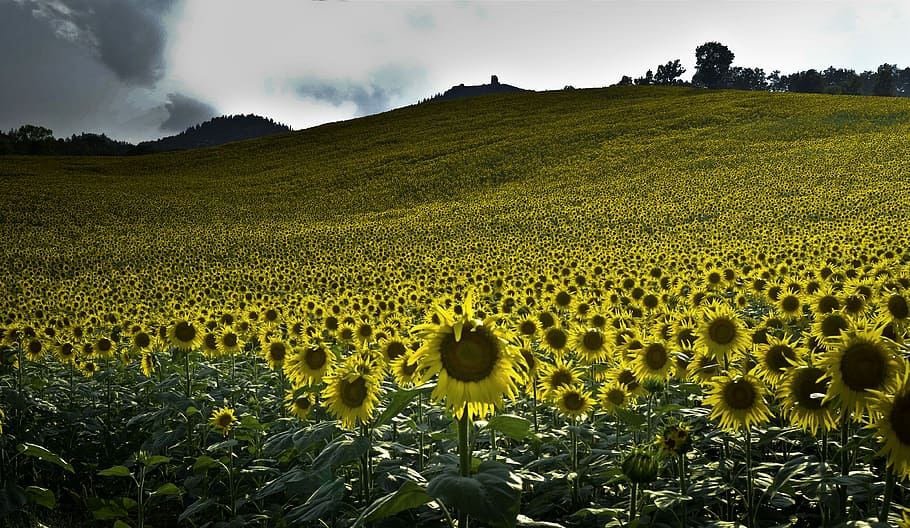 field of sunflowers, field of sunflower, pattern, green, sunlght HD wallpaper