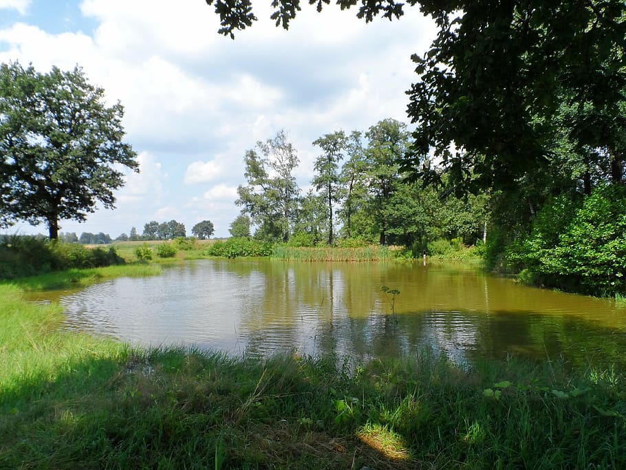 pond, water, plant, tree, lake, tranquility, sky, tranquil scene HD wallpaper