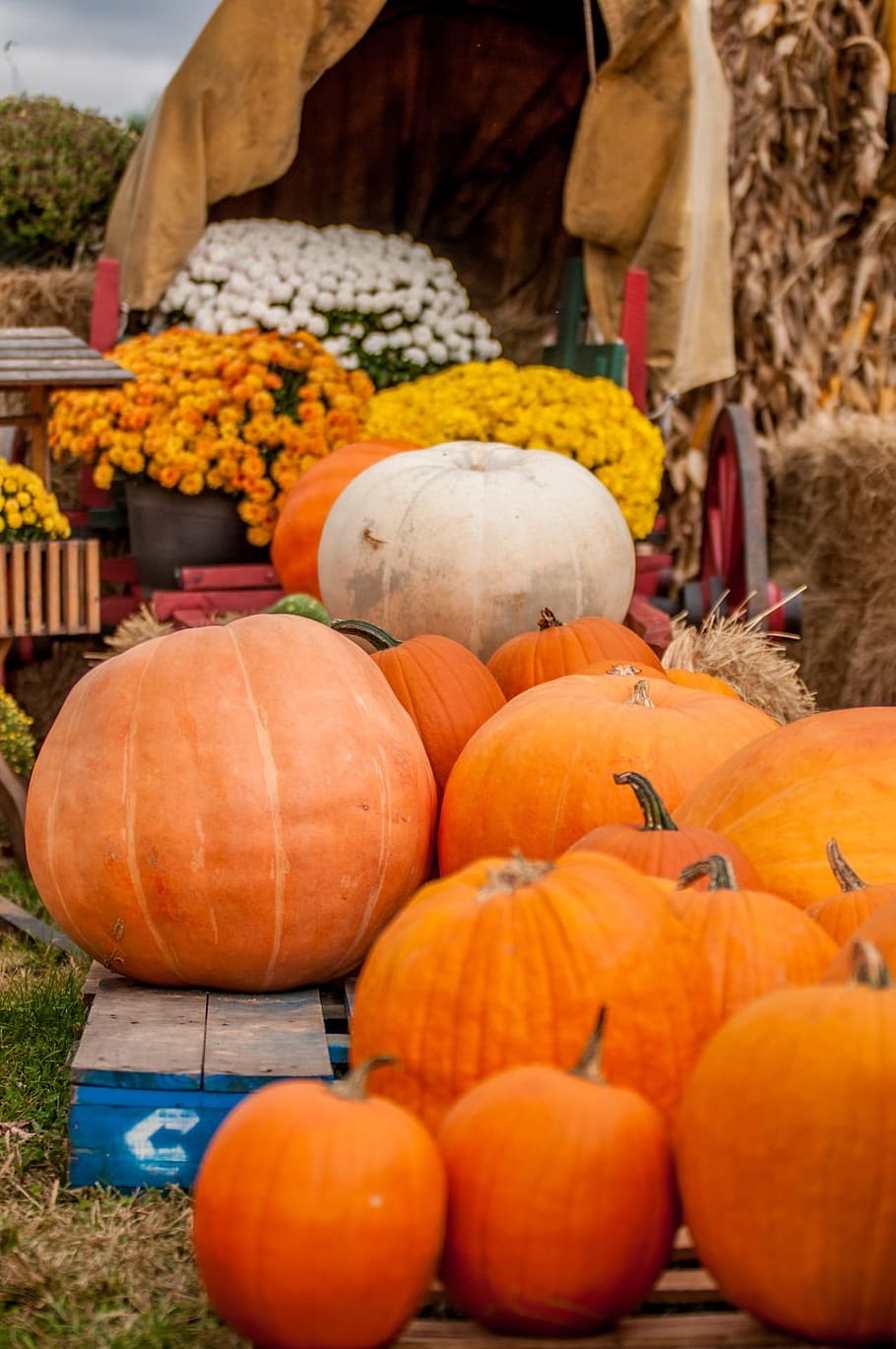 Pumpkin, Patch, Old, Carriage, pumpkins, ancient, classic, country HD wallpaper