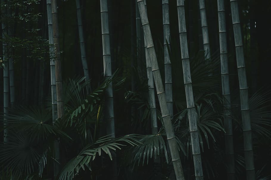 bamboo trees, green bamboo trees, plant, forest, woodland, growth HD wallpaper