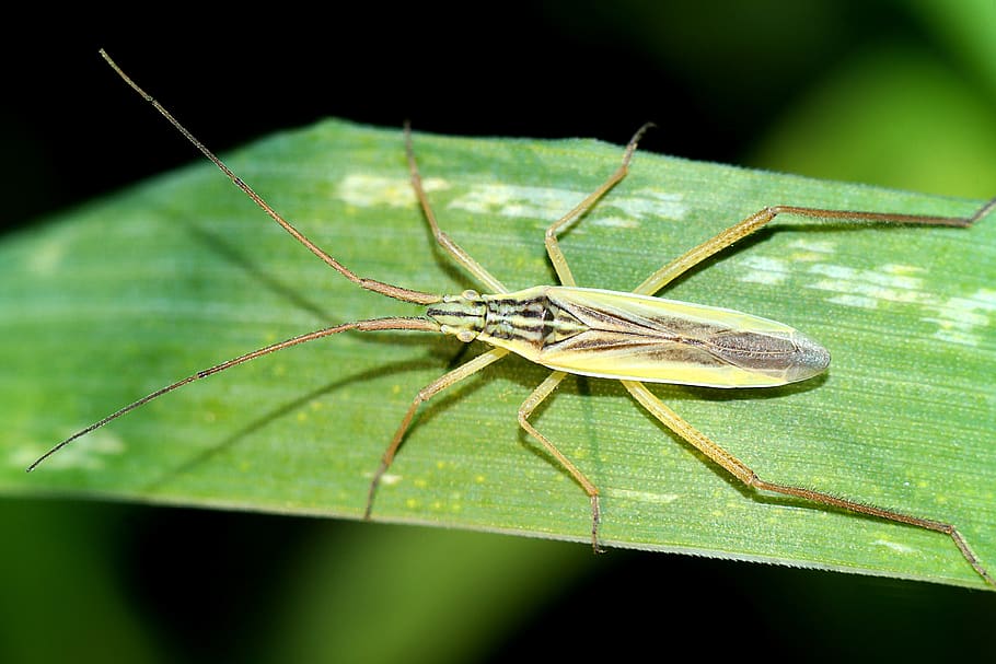 insect, pluskwiak, closeup, nature, invertebrate, animal, animal themes HD wallpaper