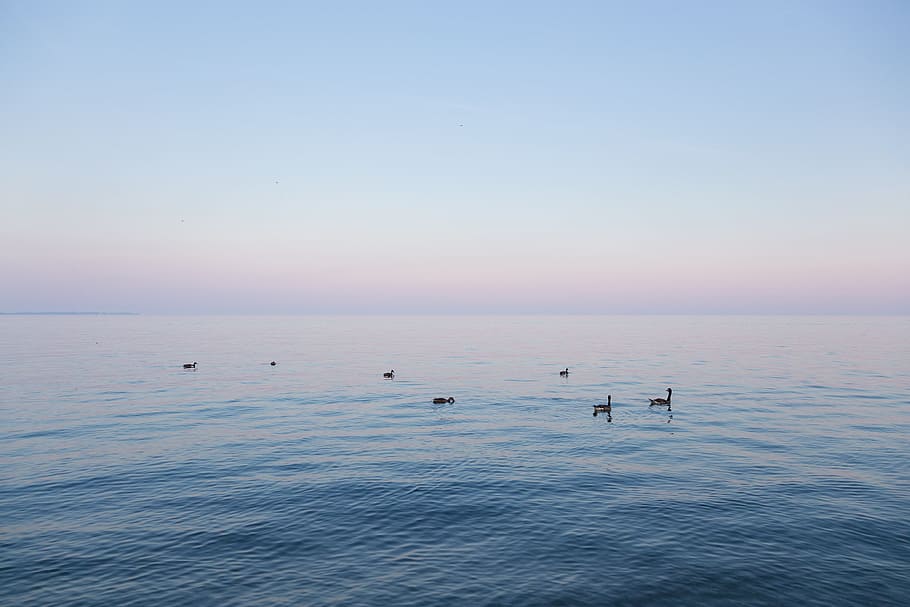 Sky, Blue, Scenery, the scenery, nature, animals in the wild HD wallpaper