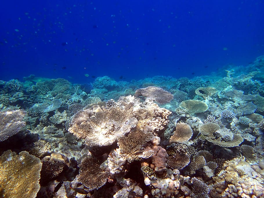 corals, giant tabular, maldives, underwater, undersea, invertebrate HD wallpaper