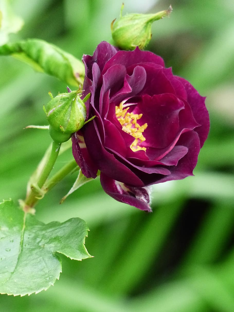 Ros, Flower, Buds, Tags, dark red, garden, summer, nature, freshness HD wallpaper