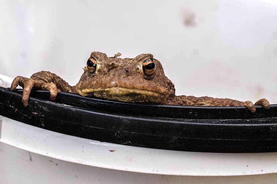 Common Toad, Amphibians, Nature, animal, one animal, animal wildlife HD wallpaper