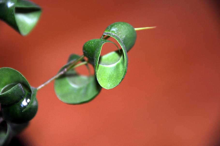 leaf, rolled up, red, green, houseplant, green color, food and drink HD wallpaper