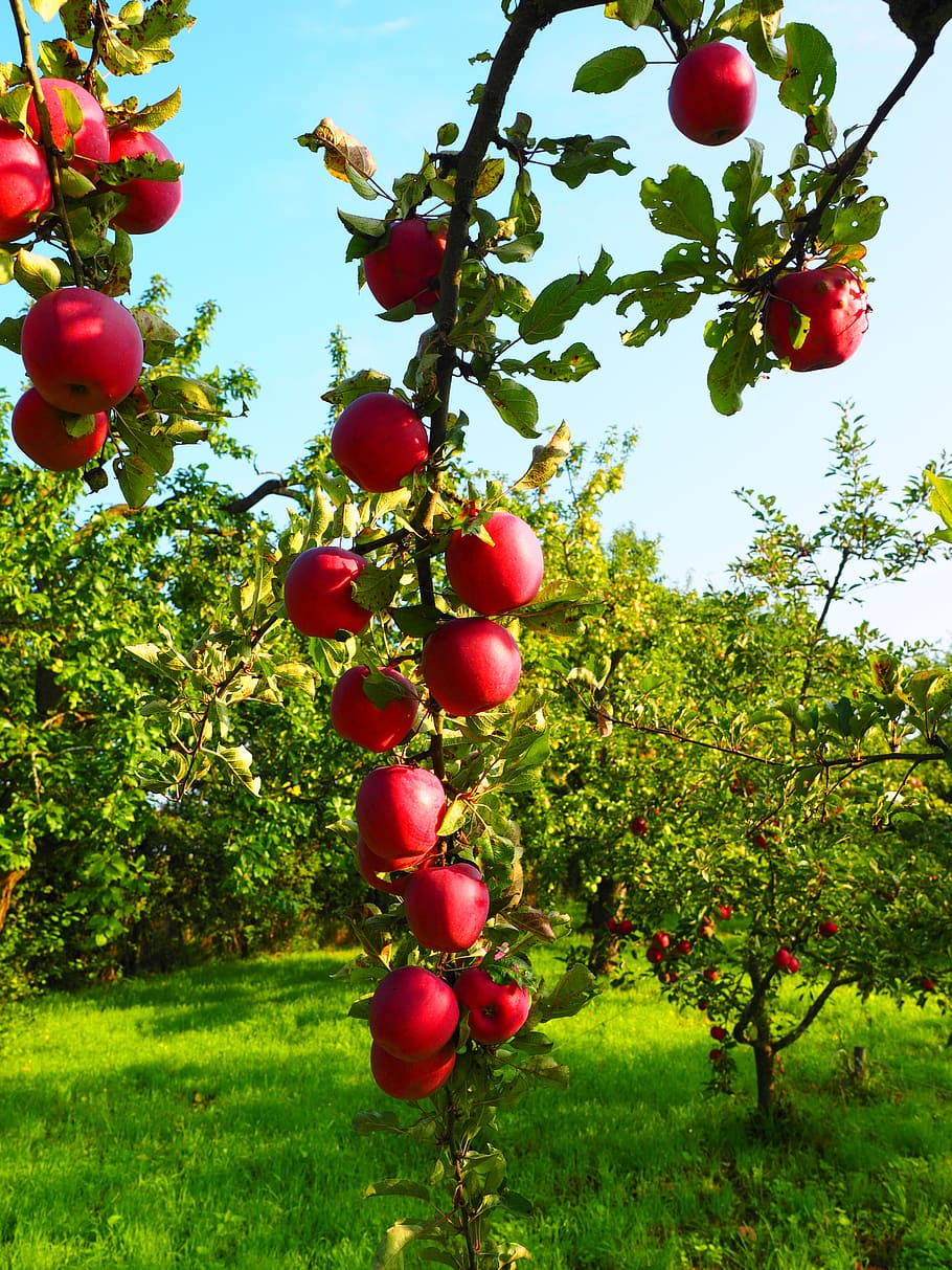 apple, apple tree, fruit, red, frisch, healthy, vitamins, orchard HD wallpaper