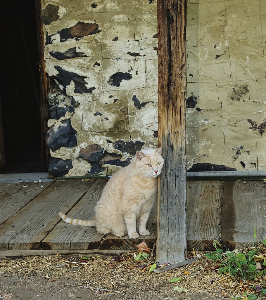 Cat, Barn, Old, Cute, Rural, Animal, Pet, wood, feline, portrait HD wallpaper