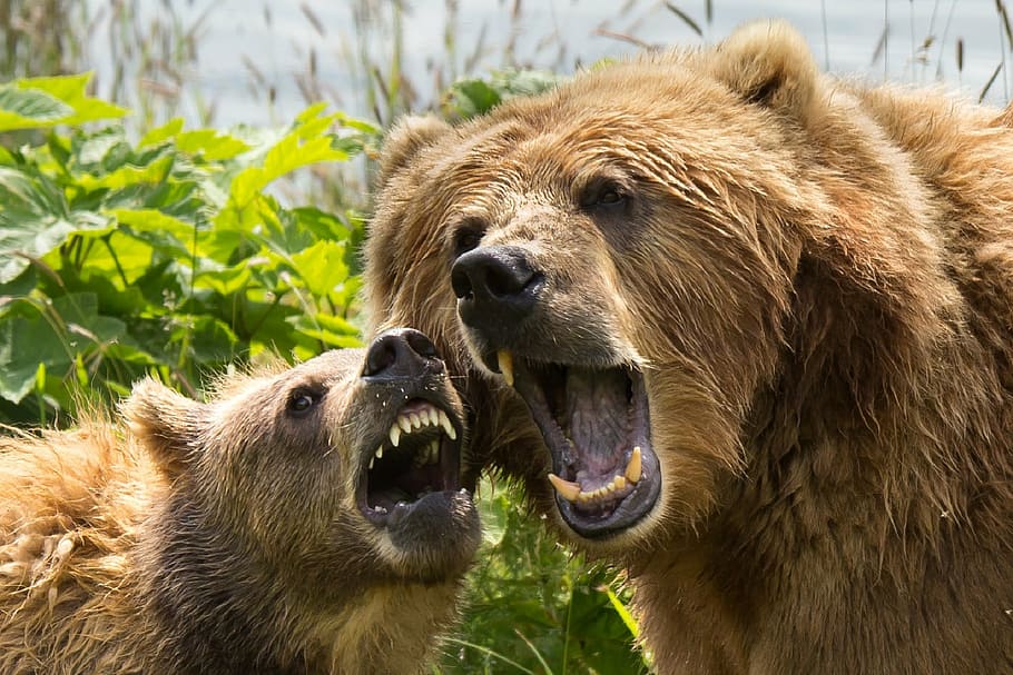 two brown bears roaring near green trees during daytime, kodiak brown bears