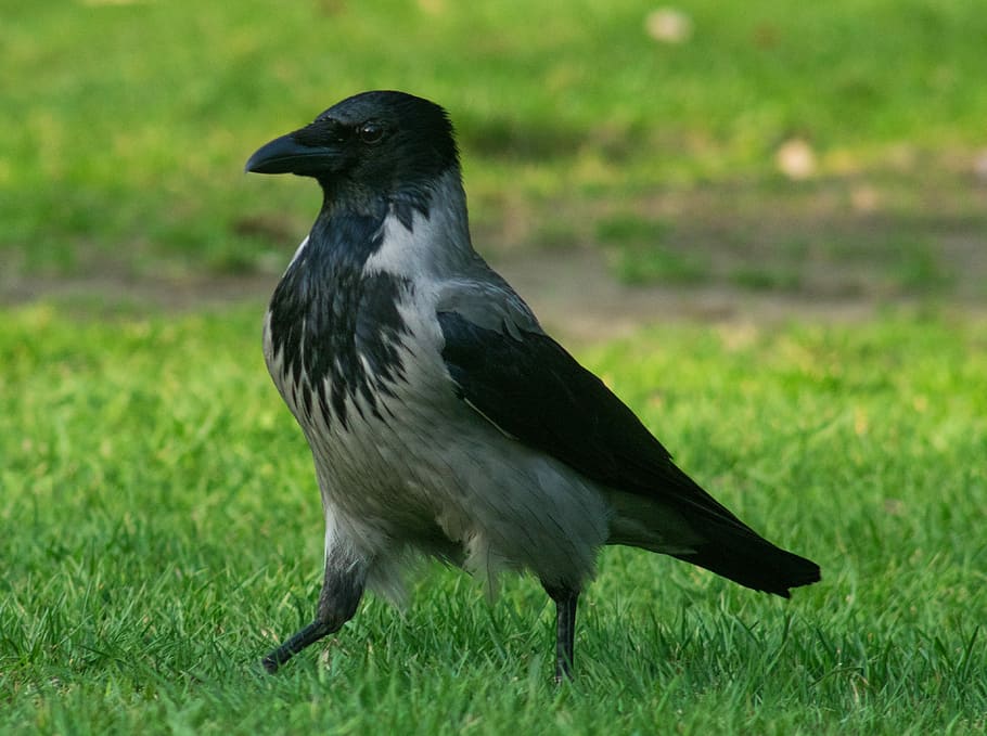 crow, bird, case, is, grass, green, birds, nature, animals HD wallpaper