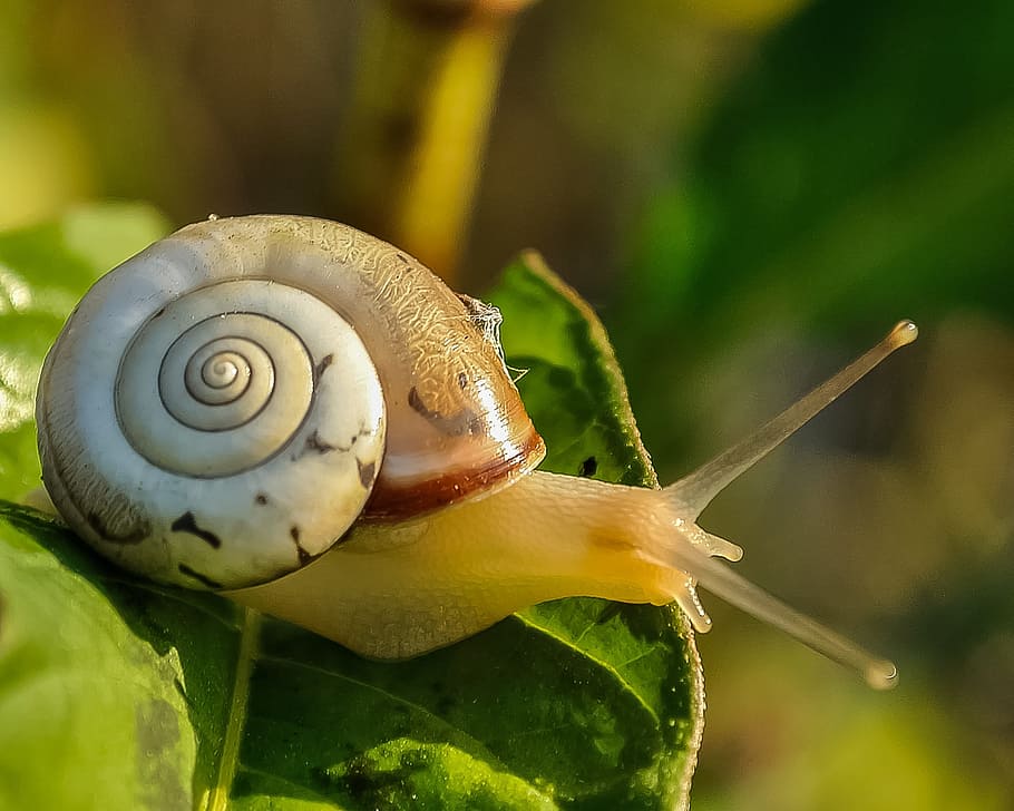 macro photography of snail on leaf, snail shell, slow, animal HD wallpaper