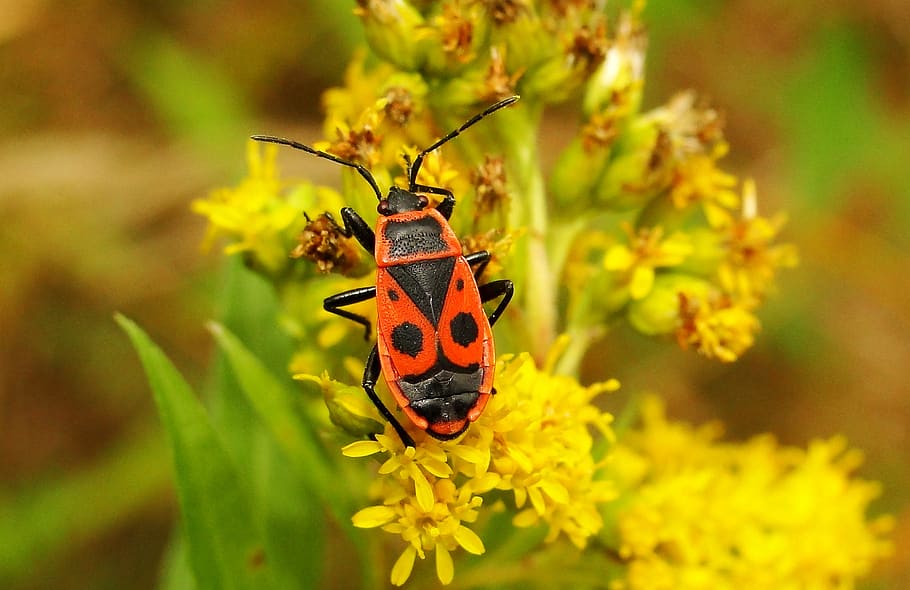 3840x2160px | free download | HD wallpaper: insect, nature, summer ...