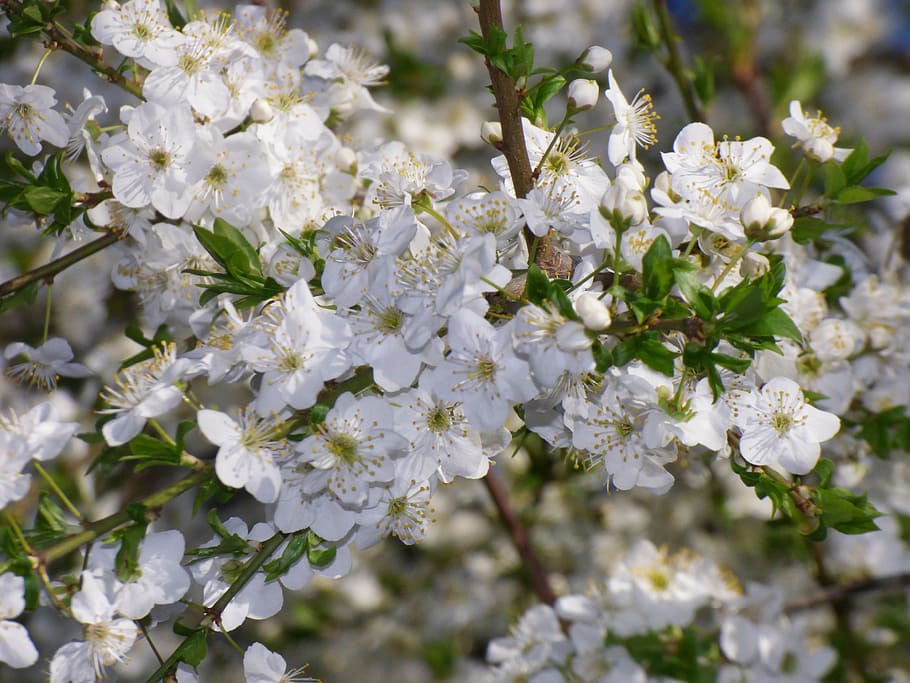 spring, trees, nature, flowering plant, freshness, beauty in nature HD wallpaper