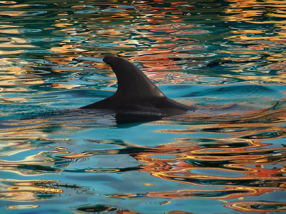 dolphin in water, fin, nature, blue, sea, animal, mammal, wildlife HD wallpaper