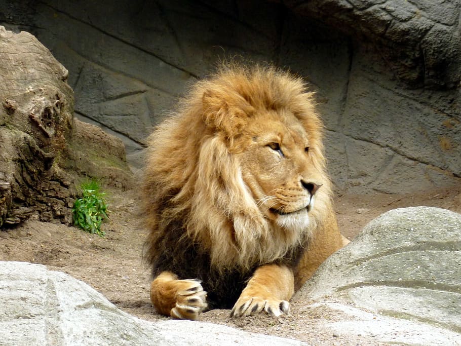 brown lion lying on ground, lions male, king of the beasts, lion's mane