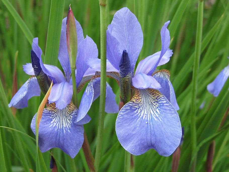 iris, blue, flower, flowering, spring, flowering plant, vulnerability HD wallpaper