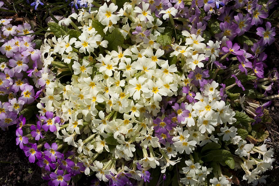 primrose, primula, cowslip, genus, primrose greenhouse, primula modesta HD wallpaper