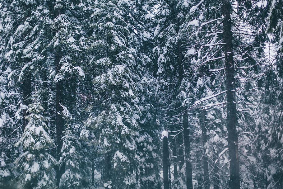 snow, cold, winter, trees, forest, woods, plant, land, beauty in nature HD wallpaper