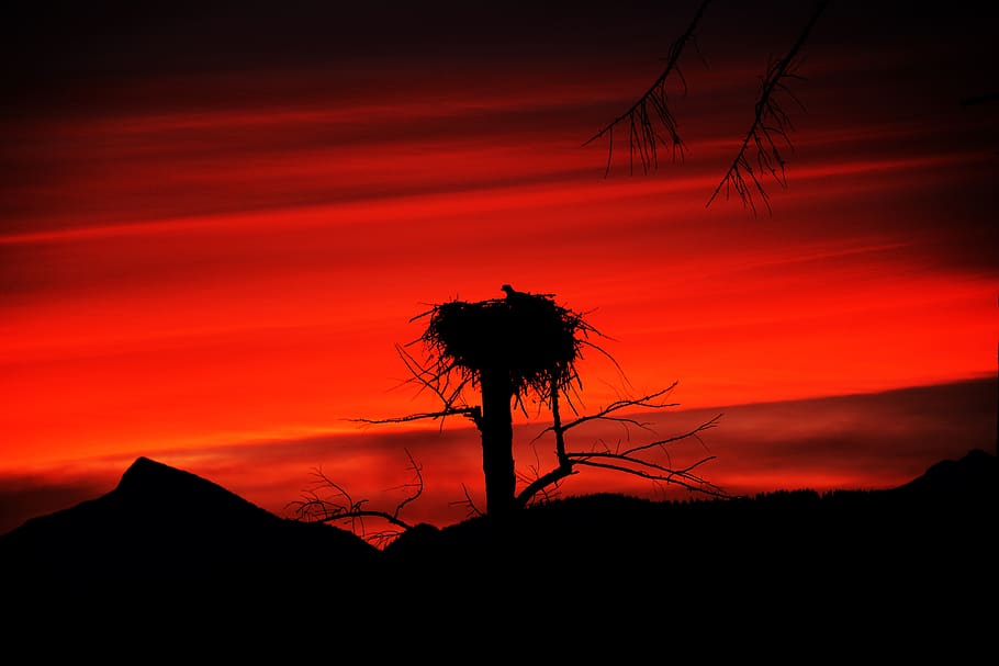bird, osprey, eagle, sun, sunset, night, mountain, nature, wildlife HD wallpaper