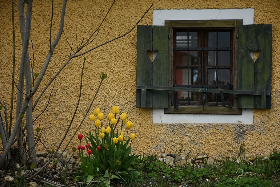 window, tulips, flowers, spring, shutters, house, architecture HD wallpaper