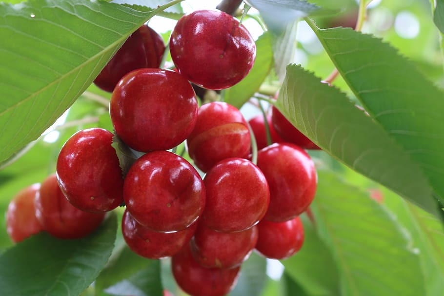 cherry, green, food and drink, plant part, leaf, fruit, healthy eating HD wallpaper