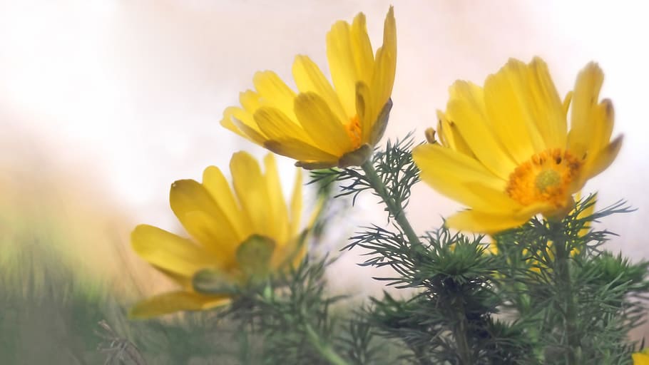 Plant, Nature, Live, flower, meadow, close-up, yellow, beauty In Nature HD wallpaper