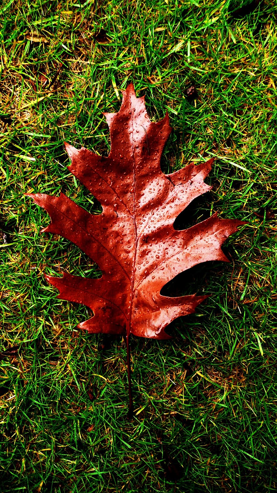 foliage, leaf, brown, fall, red, drops, water, seasonal, botany HD wallpaper
