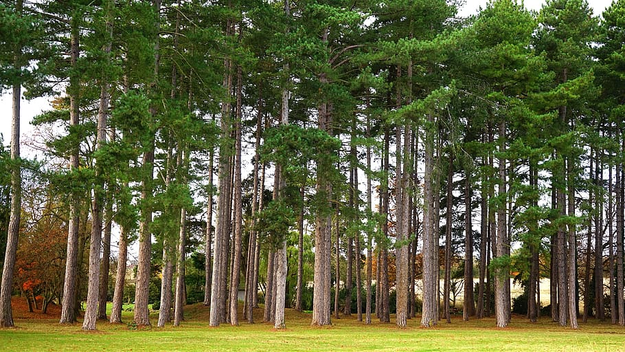 trees, greens, nature, environment, leaf, grass, forest, sky HD wallpaper