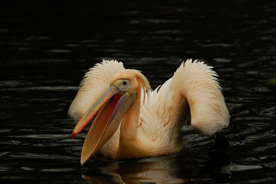 artis, pelican, bird, nature, animal, wildlife, beak, vertebrate HD wallpaper