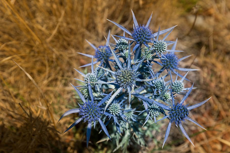 thistle, flower, spur, pointed, istria, croatia, blue, yellow HD wallpaper