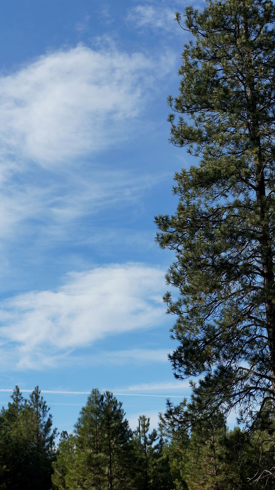 tree, sky, nature, green, branch, forest, ecology, landscape HD wallpaper