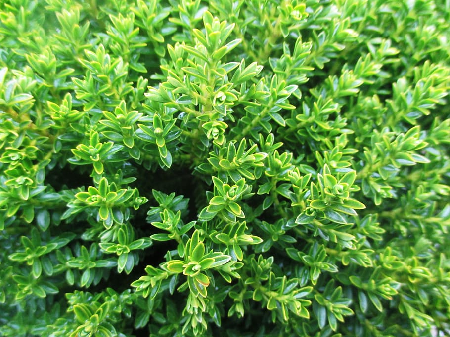 Hardy, Periwinkle, Plant, Flora, green, winter, nature, green Color HD wallpaper