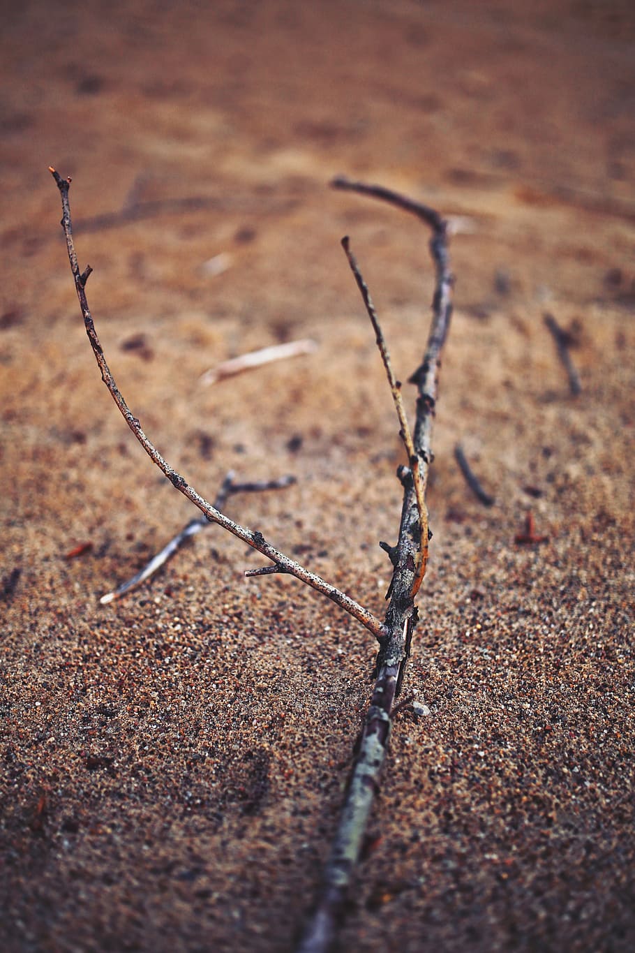 Twig, Sand, Nature, Beach, Macro, no people, close-up, day HD wallpaper