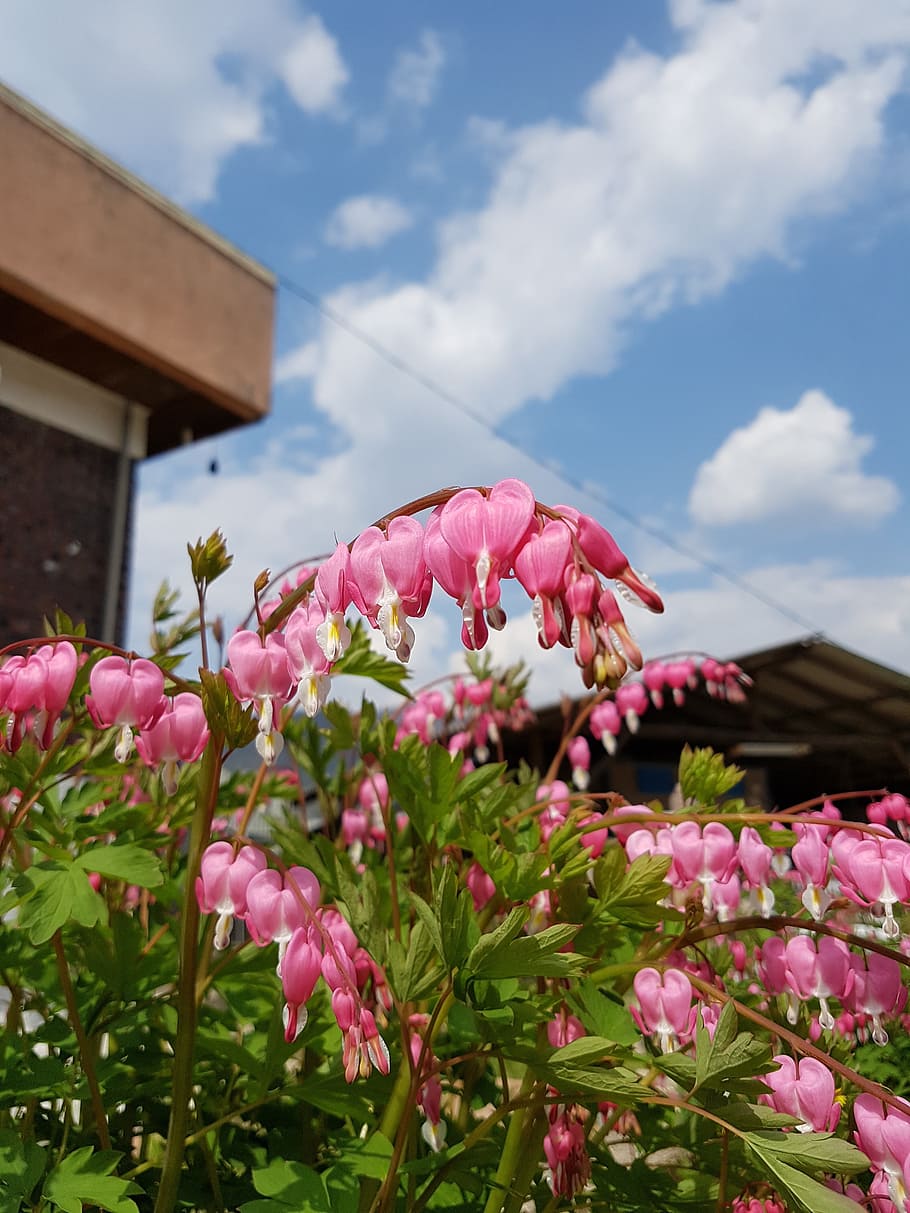 HD wallpaper: Spring Flowers, Plants, sky, blue sky, pink, hart, hearts ...