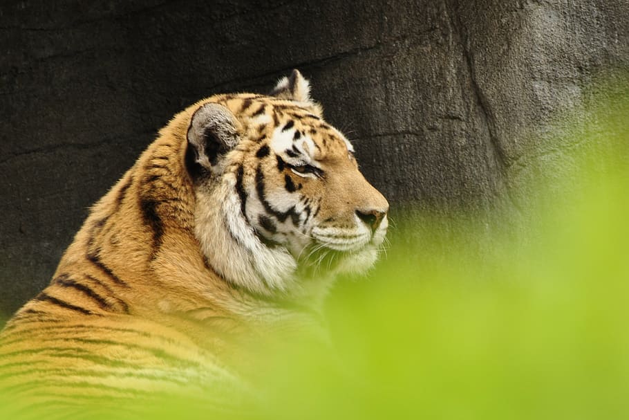 tiger, cat, predator, animals, zoo, wildlife, carnivore, mammal HD wallpaper