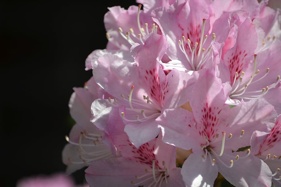 rhododendron, pink, bright, spring, flower, flowering plant HD wallpaper