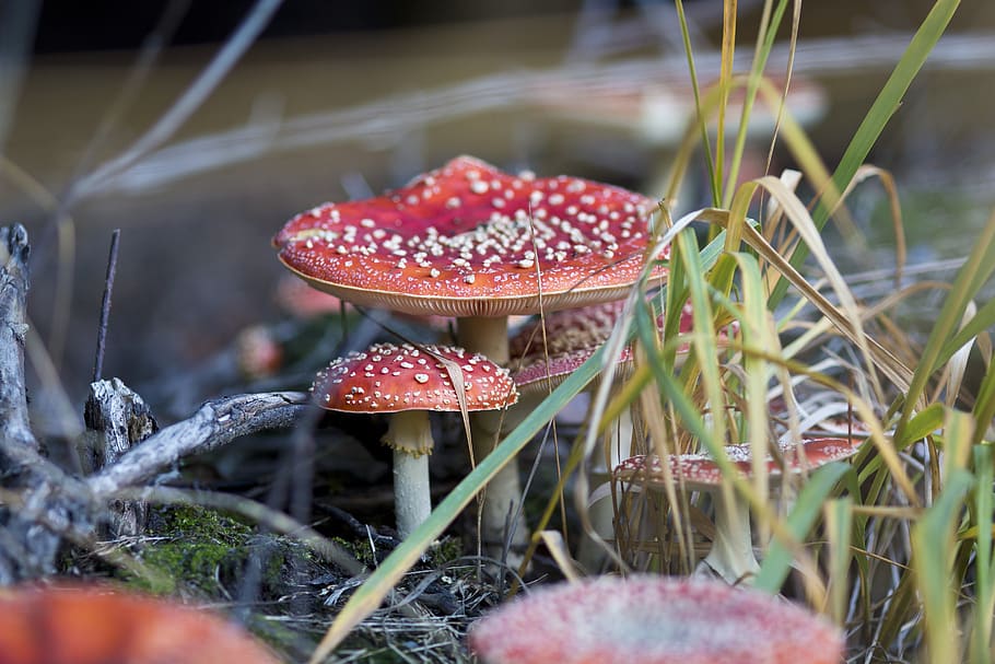 fungus, toadstool, red, nature, forest, toxic, mushrooms, poisonous mushroom HD wallpaper