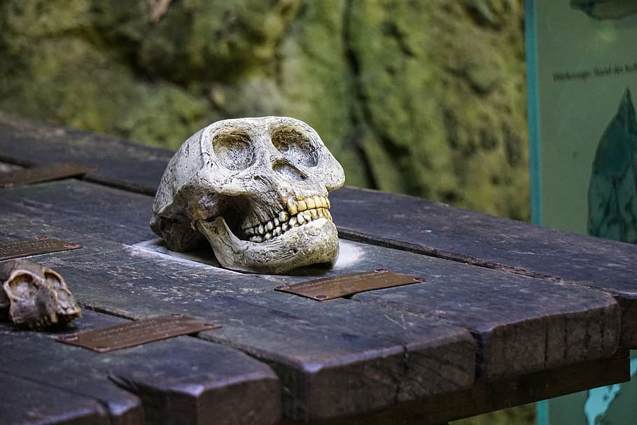 ape, skull, skeleton, wood, bone, skull bone, dead, death, skull and crossbones HD wallpaper