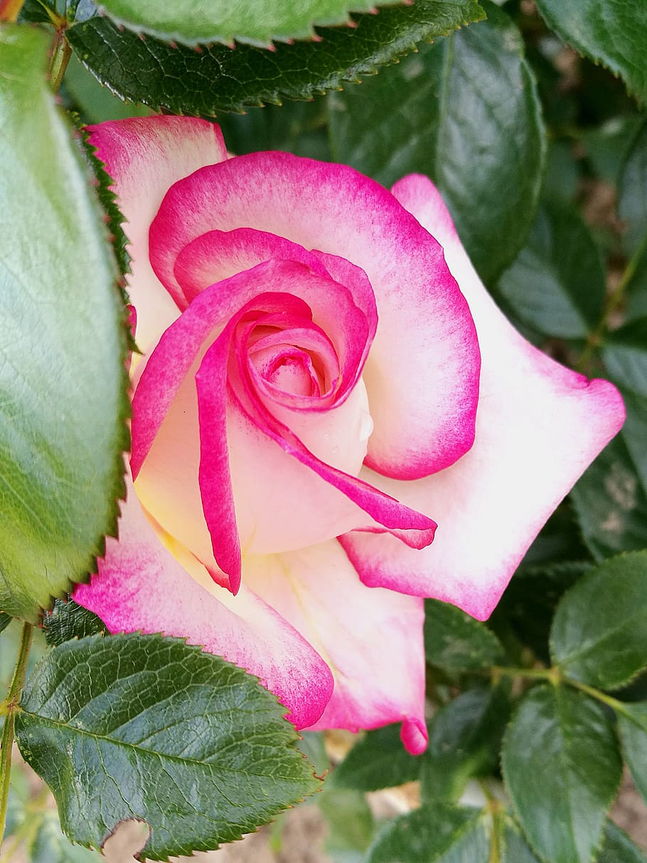 rose, greens, macro, nature, flowers, tender rose, green leaves HD wallpaper