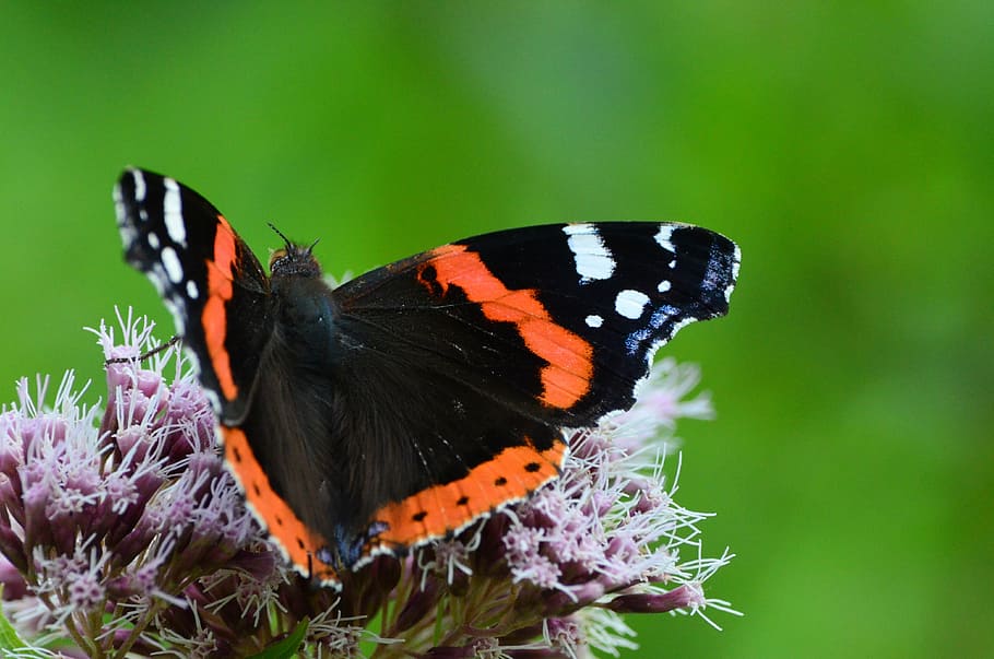 butterfly, insect, collect nectar, animal themes, animal wildlife HD wallpaper