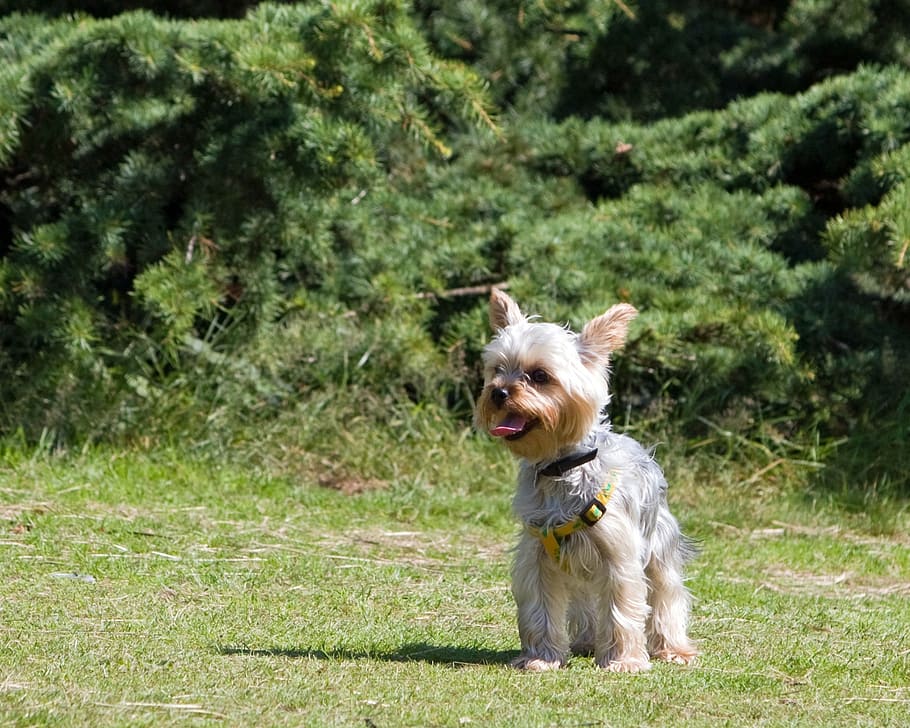 dog, beautiful, yorkshire terrier, yorkie, pet, canine, animal, HD wallpaper