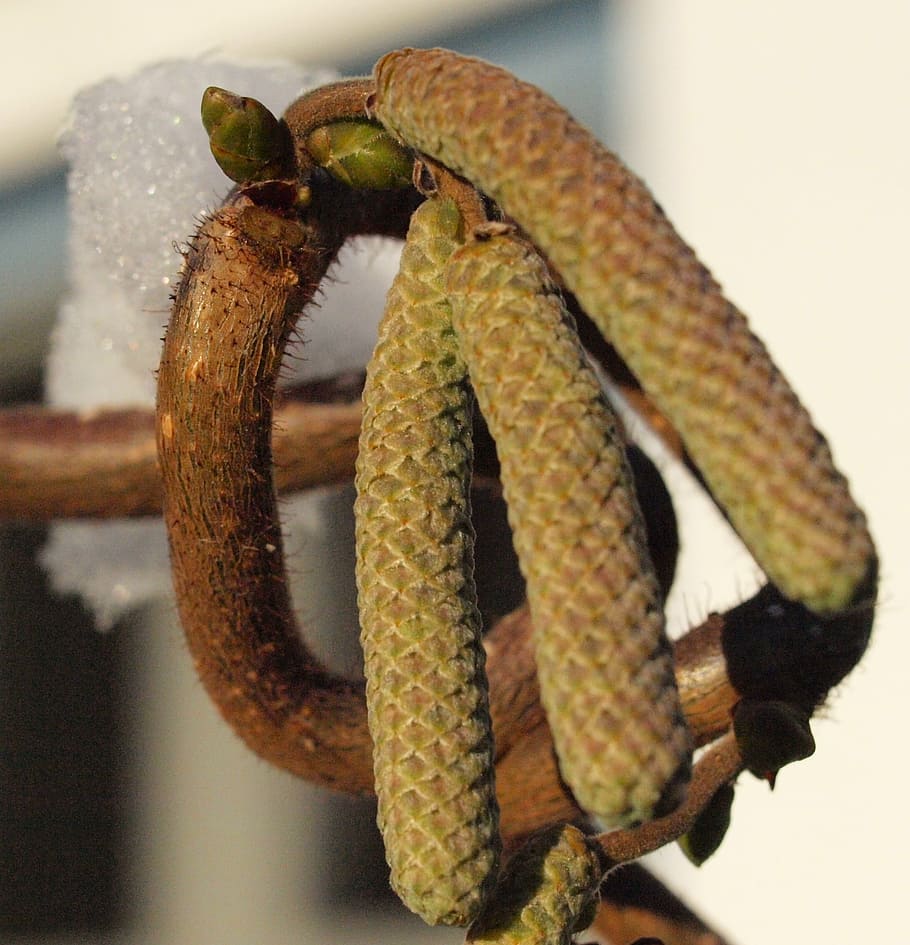 hazelnut, common hazel, close, inflorescences, one animal, close-up HD wallpaper